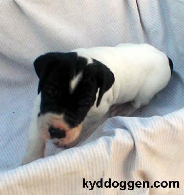 Yelinka Von Schlesien