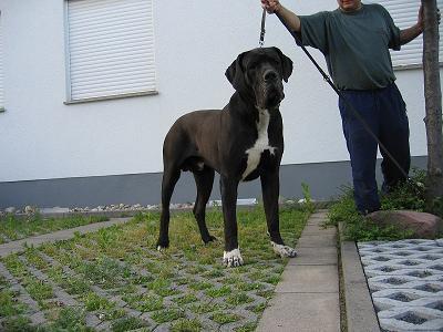 Henry Von Blue Ground