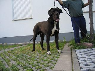 Henry Von Blue Ground