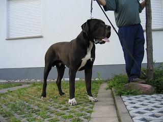 Henry Von Blue Ground