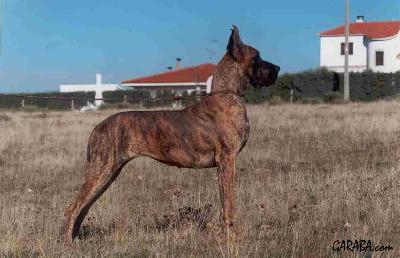 Ch Baviera De Garaba