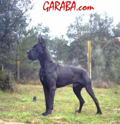 Ch Negu Erotz De Garaba