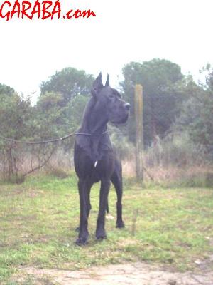 Ch Negu Erotz De Garaba