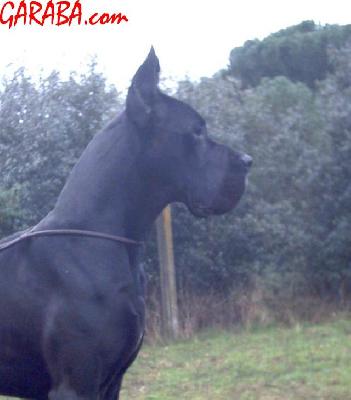 Ch Negu Erotz De Garaba