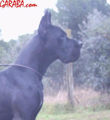 Ch Negu Erotz De Garaba