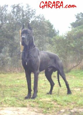 Ch Negu Erotz De Garaba