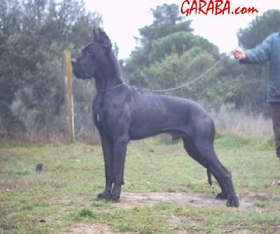 Ch Negu Erotz De Garaba