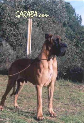 Bourbon De Vi�azas