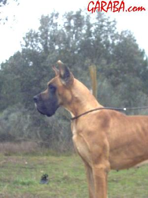 Ch Oz� Que Pasaa De Garaba