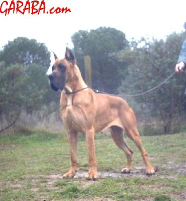 Ch Oz� Que Pasaa De Garaba