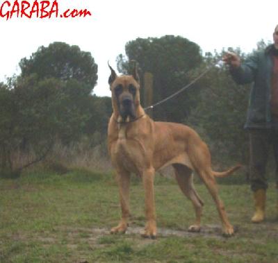 Ch Oz� Que Pasaa De Garaba