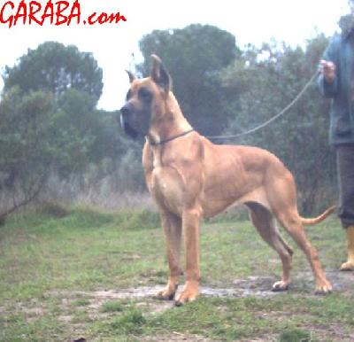 Ch Oz Que Pasaa De Garaba