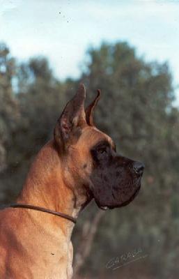 Ch Baron Rojo De Garaba