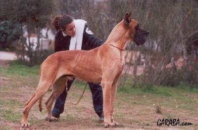 Robin Hood De Garaba