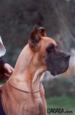 Robin Hood De Garaba