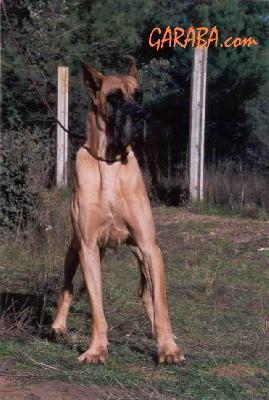 Robin Hood De Garaba