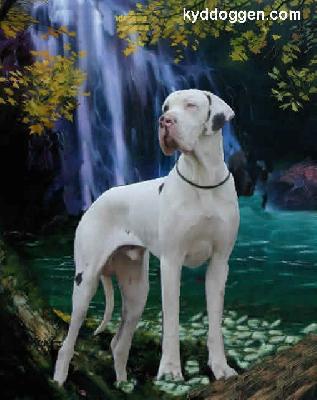 Bombax Claudia Bohemica