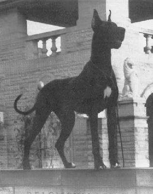 Wlwrun Kreola Von Der Schlehhecke