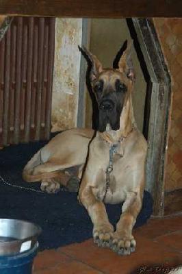 Una Filla De Baussenque