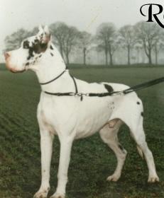 Hassan Von Munsterland