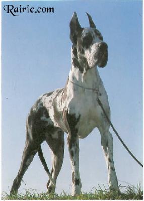 Mondial Indios Dell armida