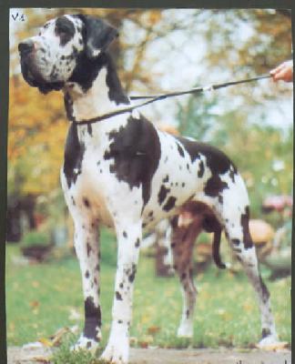 Desmondeker Vom Wiesengrund