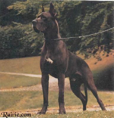 Iason Von Der Schlehhecke