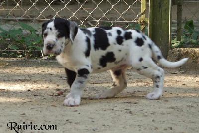 Umiele Des Terres De La Rairie