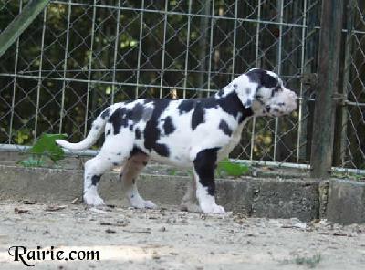 Umiele Des Terres De La Rairie