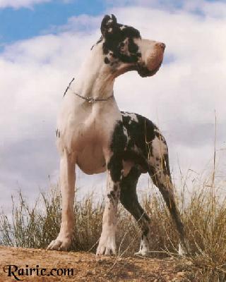 Ch Wilson De Garroferal