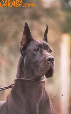 Natanya De La Benjamine