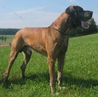 Viharvari-vitez Benjamin