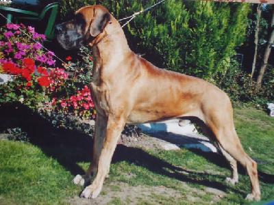 Leon Van De Lingestreek