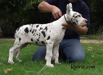 Urioso Des Terres De La Rairie