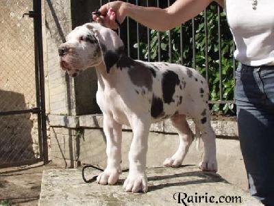 Urioso Des Terres De La Rairie