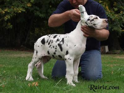 Urioso Des Terres De La Rairie