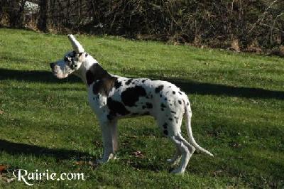 Urioso Des Terres De La Rairie