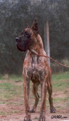 Beraca De Vi�azas