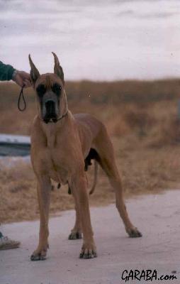 Aninja D. Quatro Espadas D. Casa  D. S.