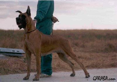 Oasis Do Deserto Dourado D.c.s.v.