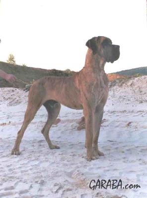 Roy De Petites Vernieres