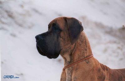 Roy De Petites Vernieres