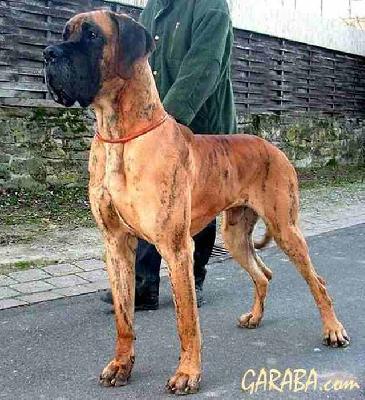 Roy De Petites Vernieres