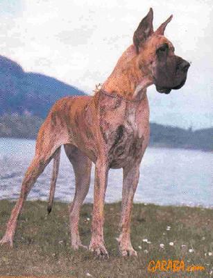 Ch Magia Dell�elsa