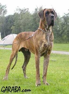 Manuel Garcia Dell�elsa