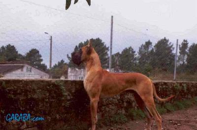 Ch Aral De Campus Stellae