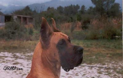 Ch Aral De Campus Stellae