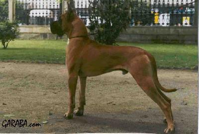 Ch Aral De Campus Stellae