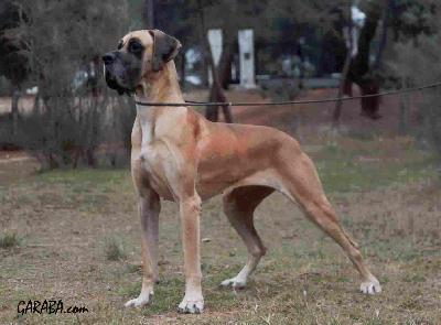 Ama De La Mata Del Fraile