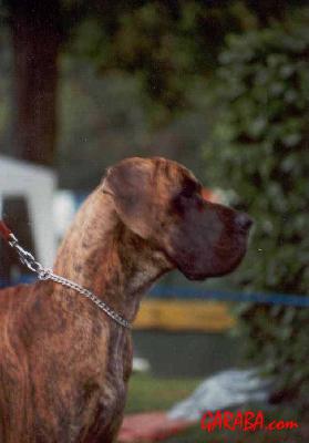 Miguel Garcia Dell�elsa